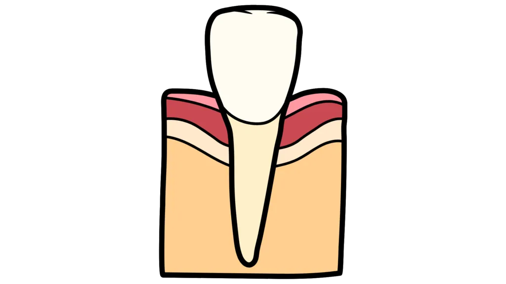 Incisives (8 au total, 4 par mâchoire)
