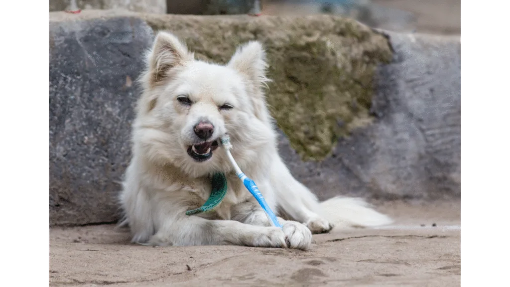 Quel dentifrice chien pour une hygiène buccale optimale