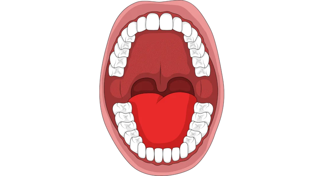 Combien de dents avons-nous et comment sont-elles numérotées